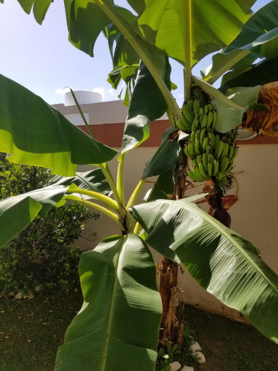 Tropical Delightful Guest Studio Hotel Canovanas Exterior foto